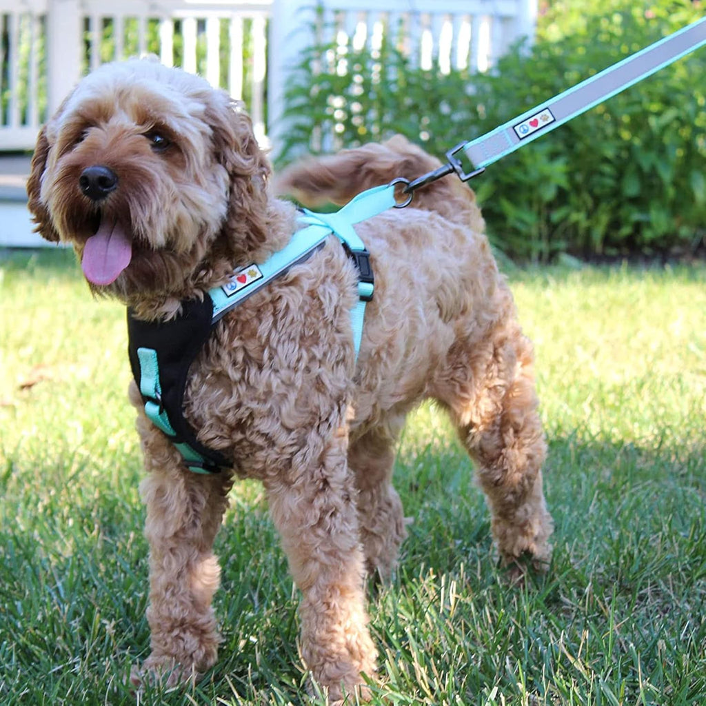 Pawtitas Black Dog Leash 6 Ft Custom ID Lead for Dogs & Puppies Reflective Comfortable Padded Handle Embroidered Name & Phone Number