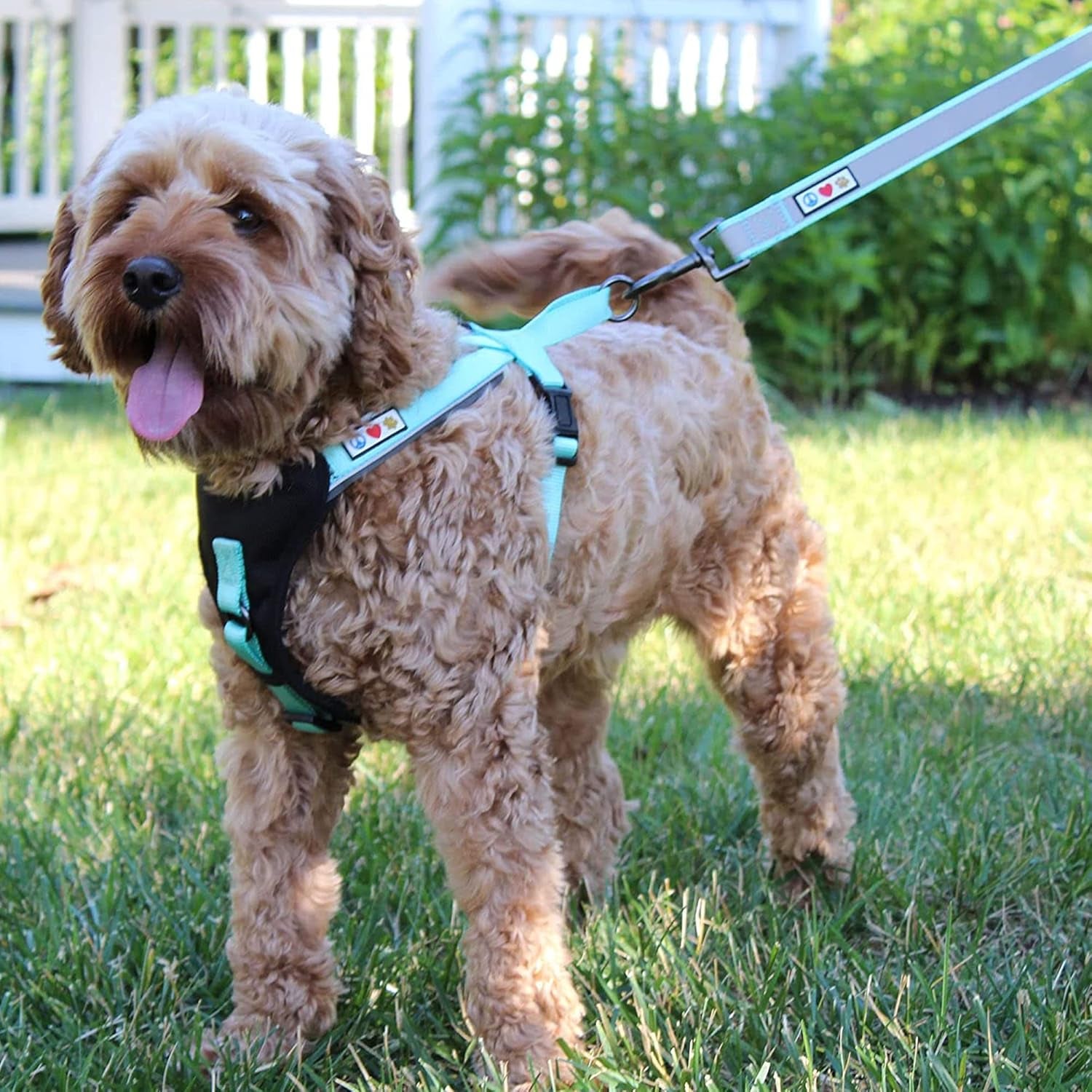 Pawtitas Black Dog Leash 6 Ft Custom ID Lead for Dogs & Puppies Reflective Comfortable Padded Handle Embroidered Name & Phone Number