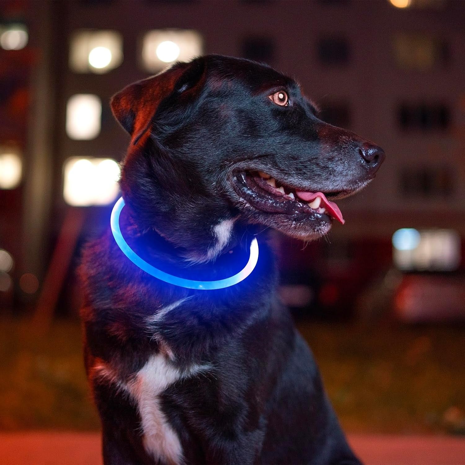 Light up Dog Collar, BSEEN USB Rechargeable Flash Dog Necklace Light | Pet Safety Collar Makes Your Beloved Dogs Be Seen at Night for Small Medium Large Dogs( Blue)